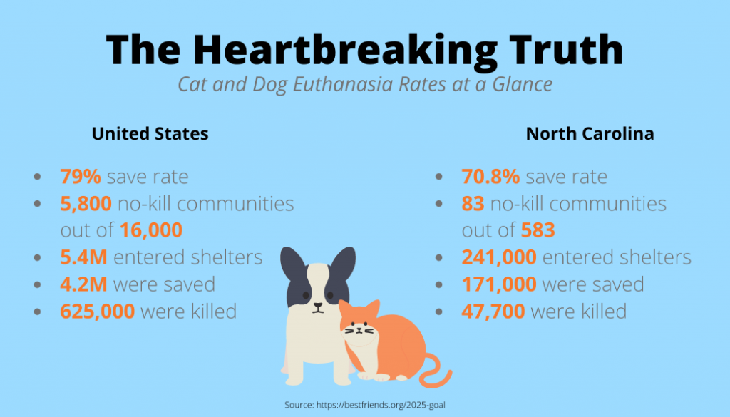 Animal shelters are working to reduce euthanasia rates - UNC Media Hub