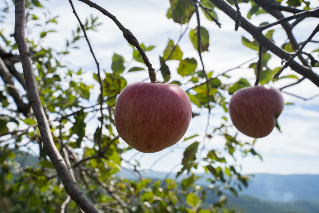 A ripe King Luscious apple hangs from a tree in the upper levels of the orchard.