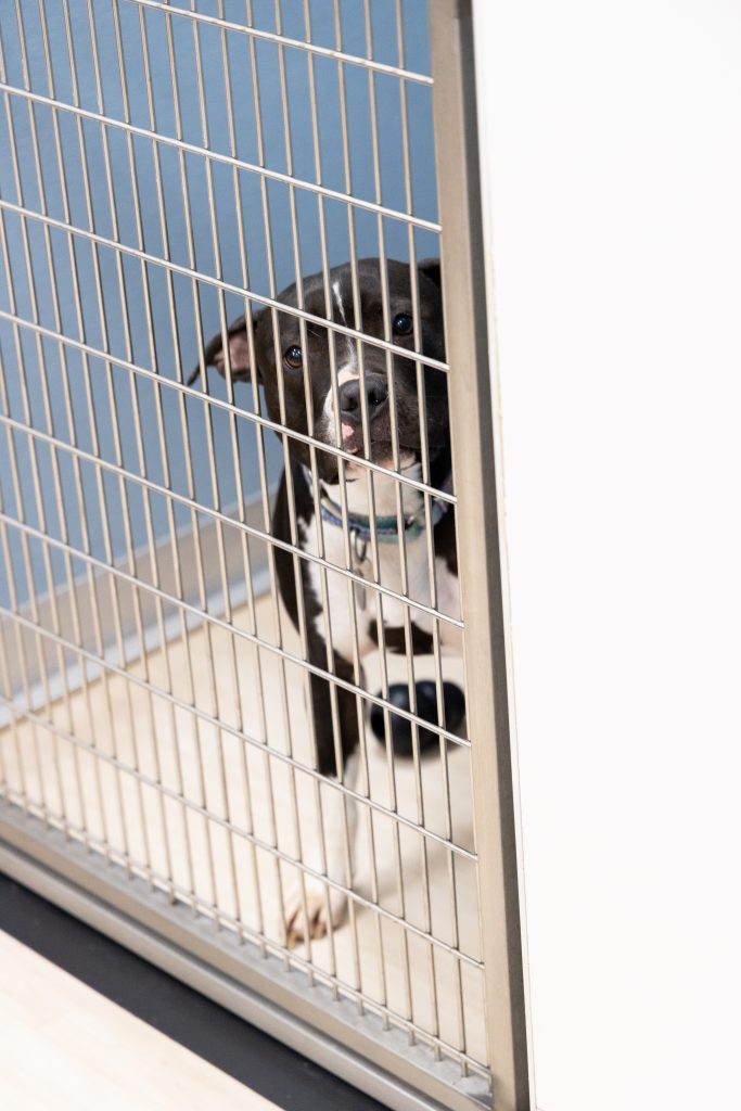 Tallulah, the dog of one of the employees who suffers from an inflamed digit, receives loving care at Truss Vet. 