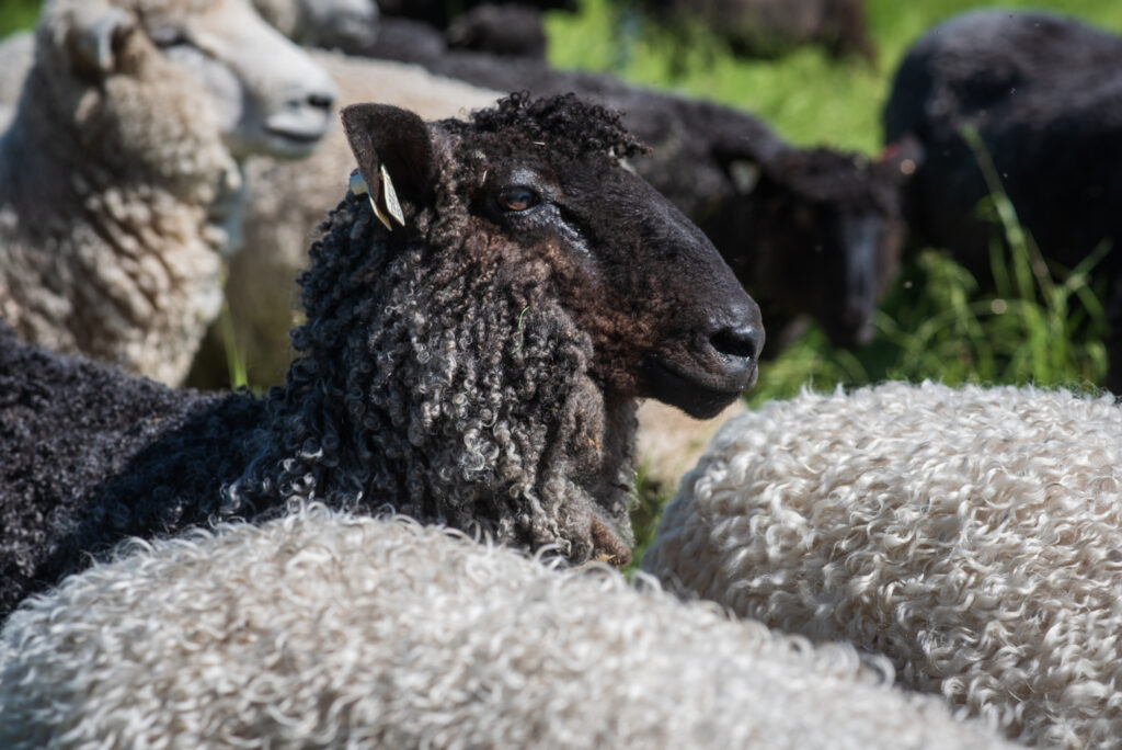Sheep from Foster Sheep Farm.