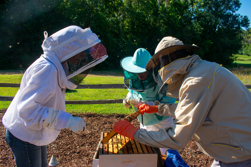 several beekeepers standing together, inspecting a hive