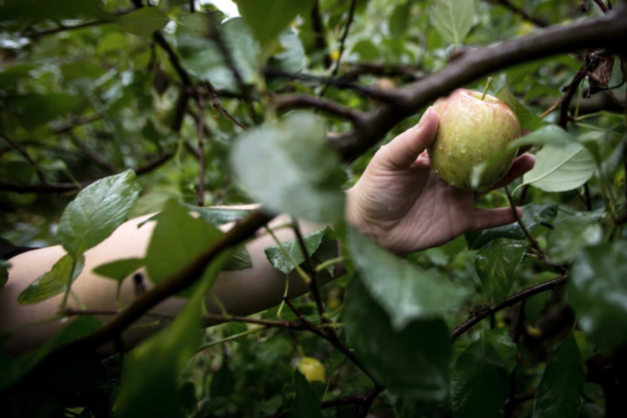 Kristine Ruttan plucks an apple from a tree at Sky Top Orchard on Oct. 10, 2015.