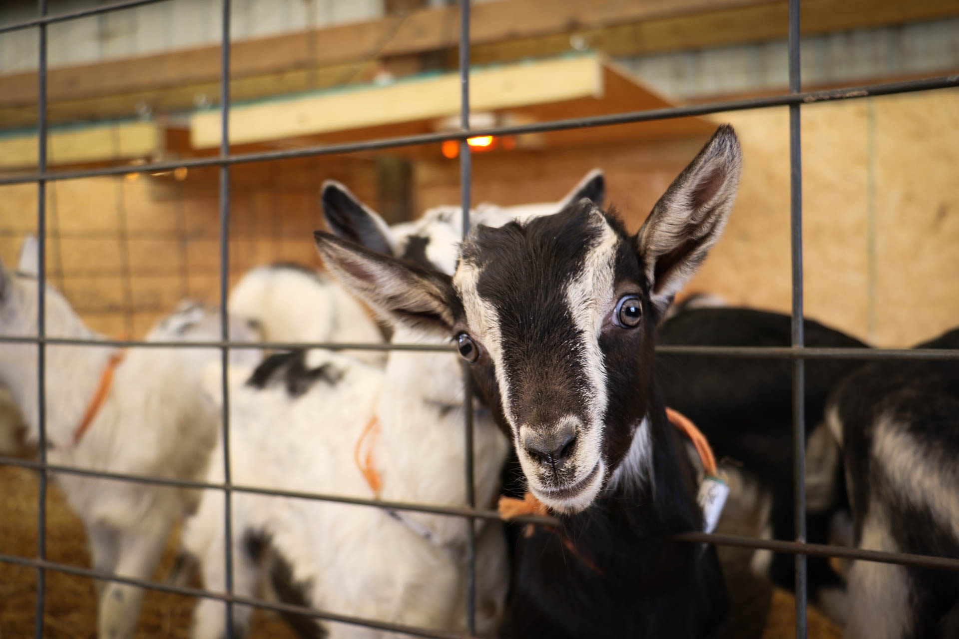 Kids of all kinds: Celebrity Dairy goat farm brings farming to ...