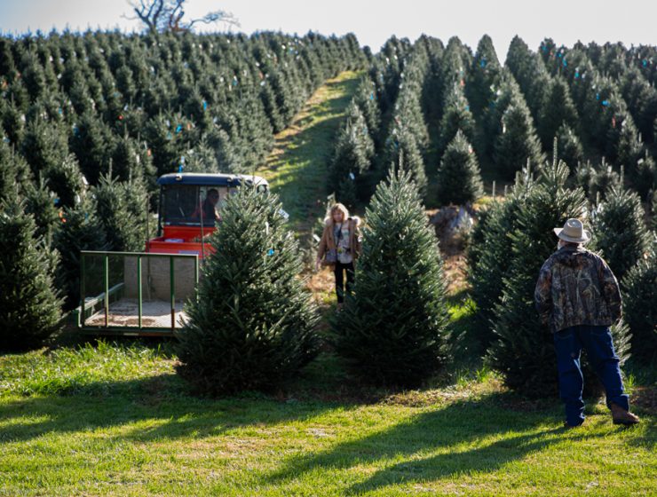 Tree Farm Archives - UNC Media Hub