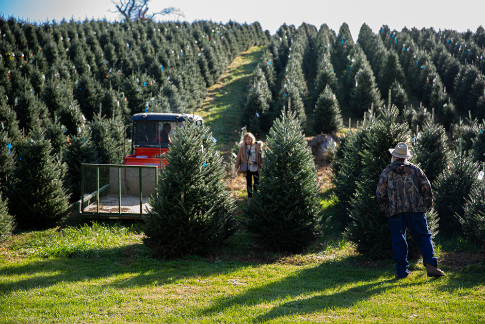 Pandemic or not, fresh-cut Christmas trees help make the season - UNC ...