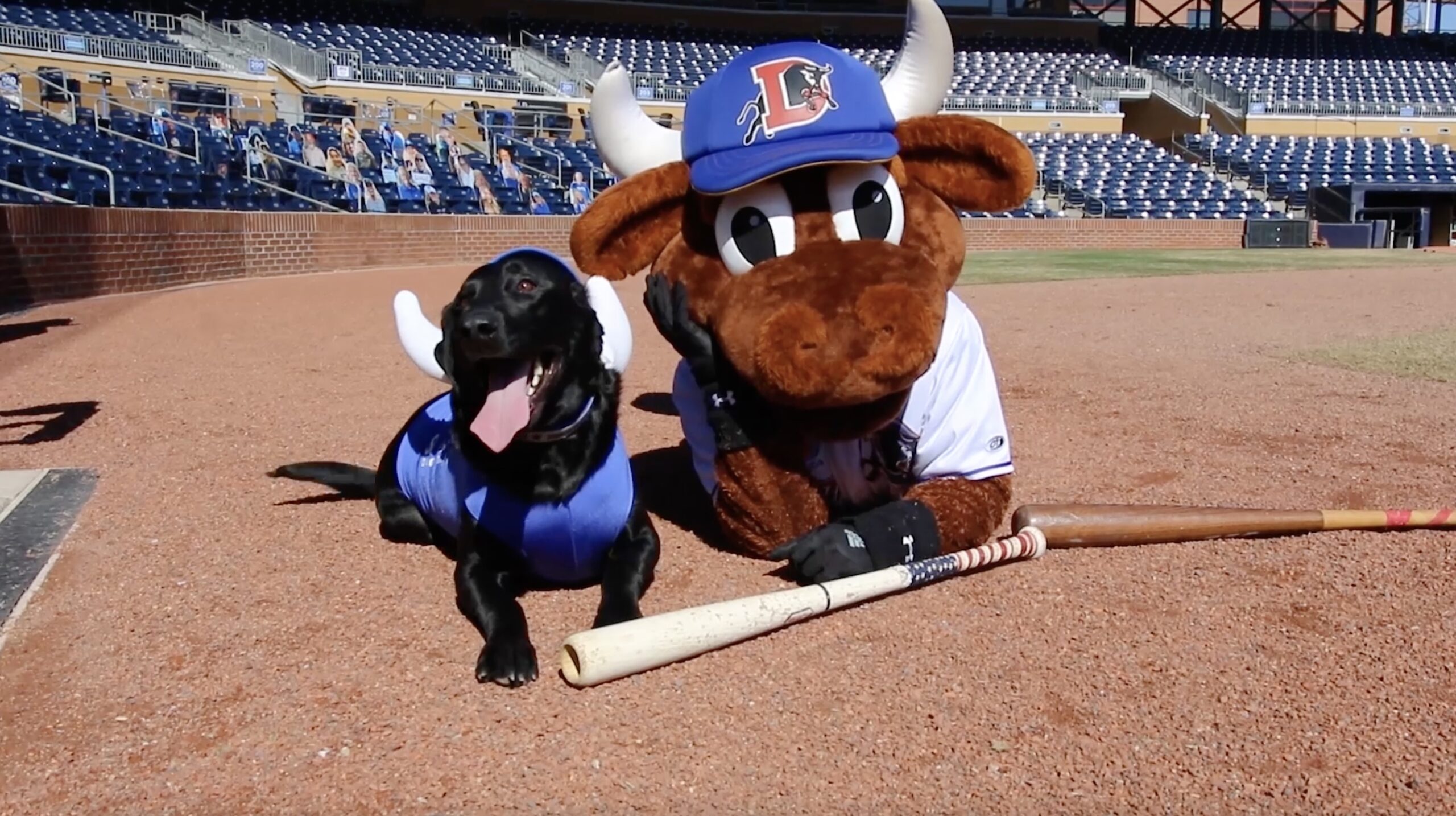 Ripken, the dog who fetched the hearts of Durham Bulls fans - UNC Media Hub