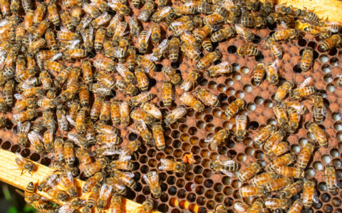 bees congregating on a hive