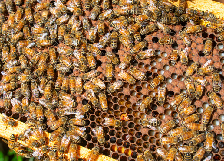bees congregating on a hive